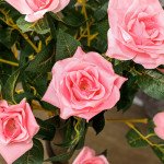 3FT Artificial Plant Pink Rose Floral Set of 2 in Pot, Fake Plant for Home Indoor Decor